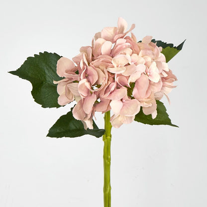 Soft Pink Hydrangea