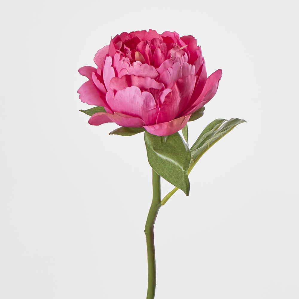 Peony Short Stem Raspberry