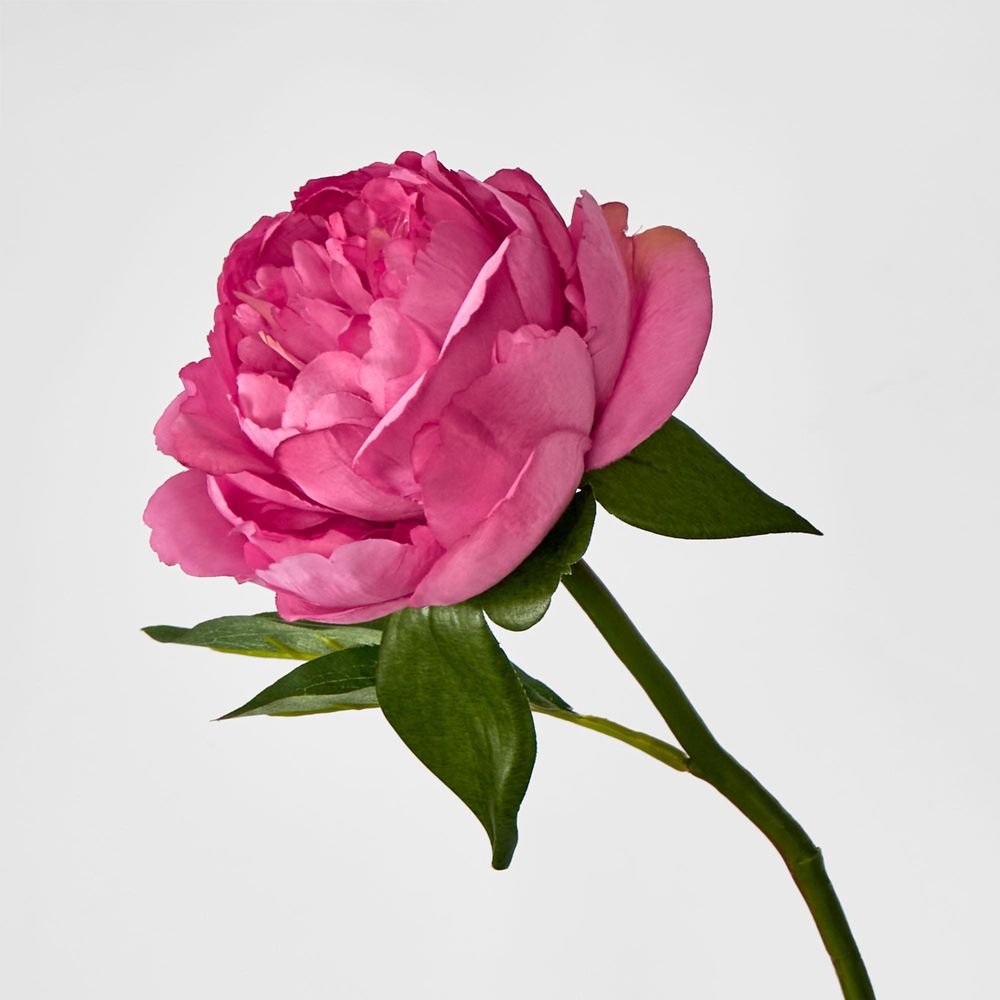 Peony Short Stem Raspberry