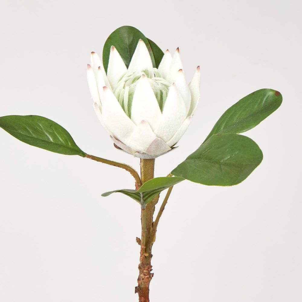 52Cm White Protea Stem