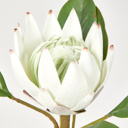 52Cm White Protea Stem