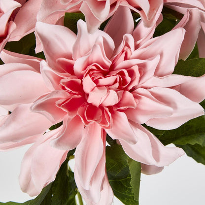 Baby Light Pink Dahlia Bush X 5