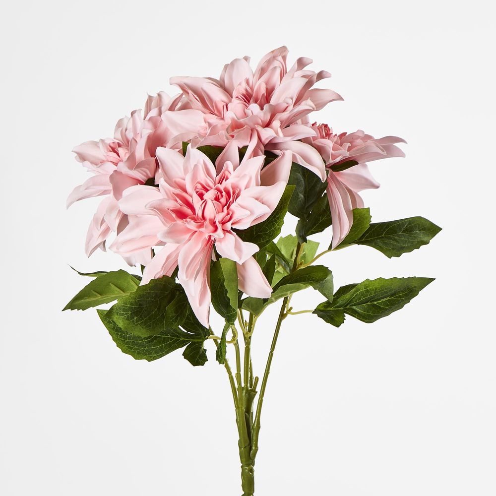 Baby Light Pink Dahlia Bush X 5