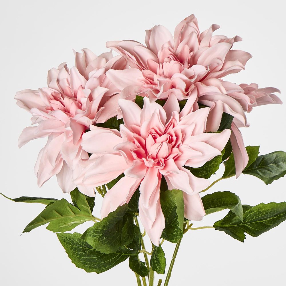 Baby Light Pink Dahlia Bush X 5