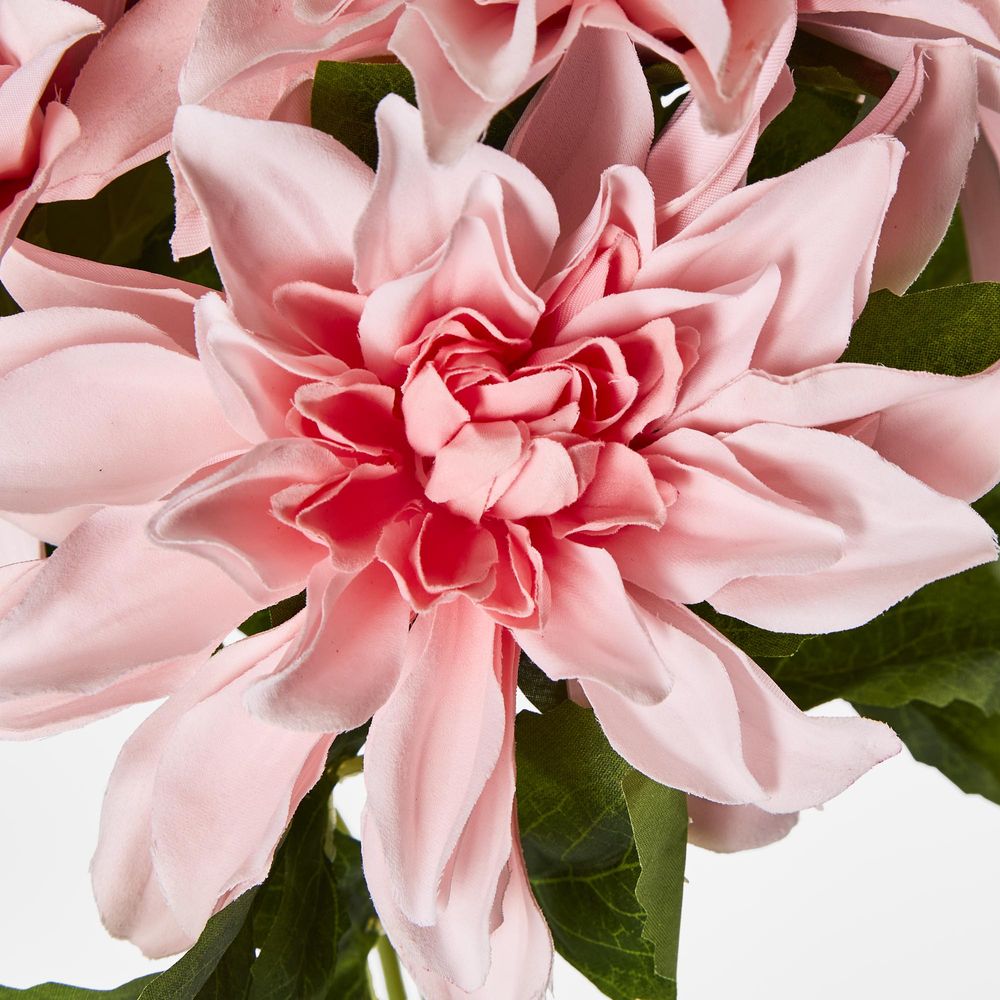 Baby Light Pink Dahlia Bush X 5