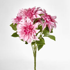 Beauty Pink Dahlia Bush X 5