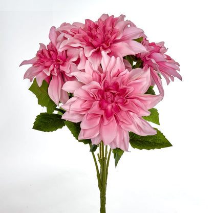 Beauty Pink Dahlia Bush X 5