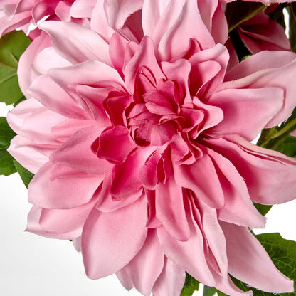 Beauty Pink Dahlia Bush X 5