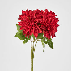 Red Dahlia Bush X 5