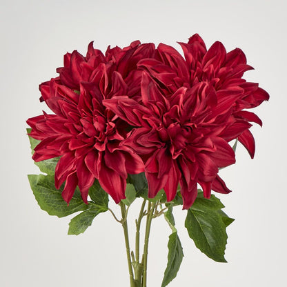 Red Dahlia Bush X 5