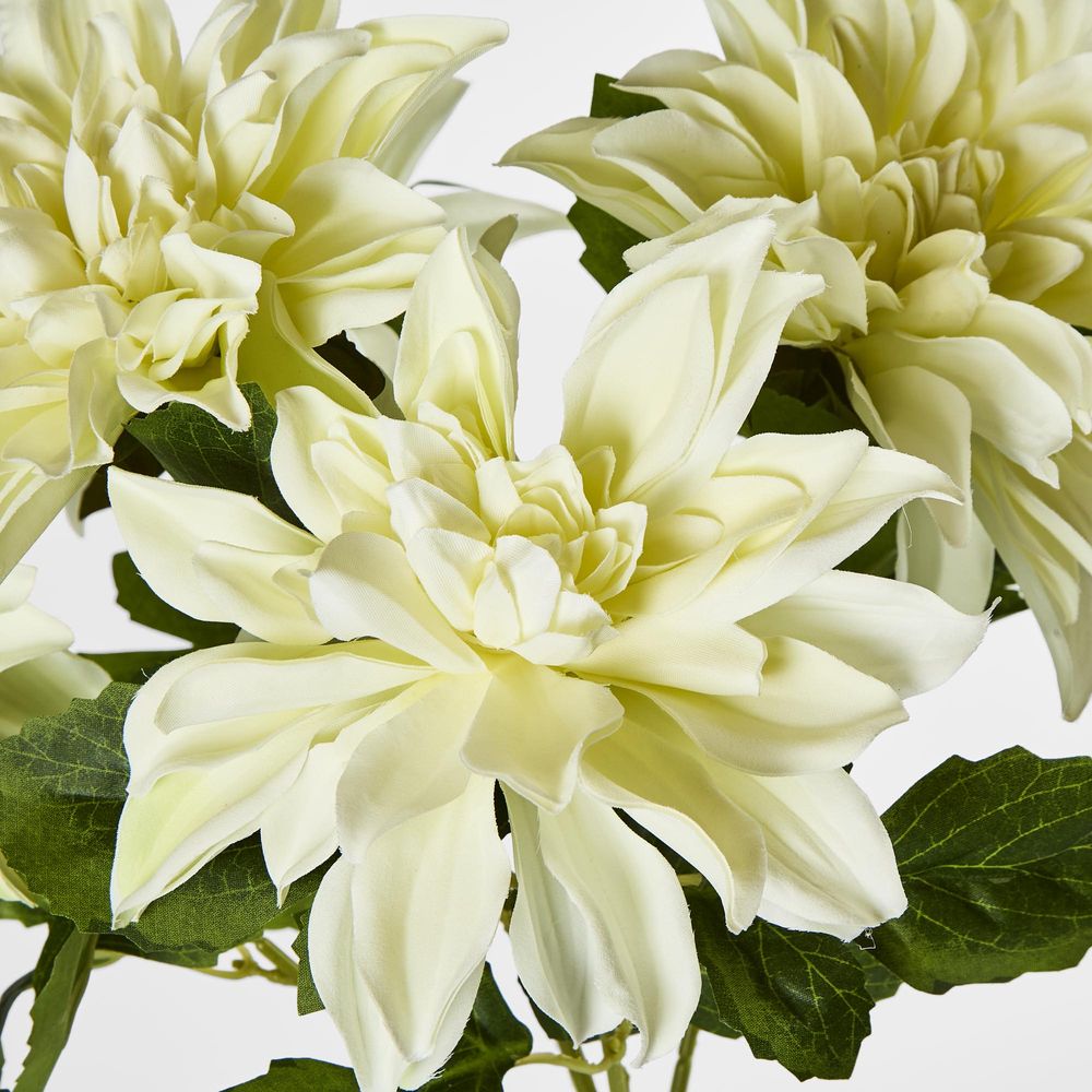 White Dahlia Bush X 5