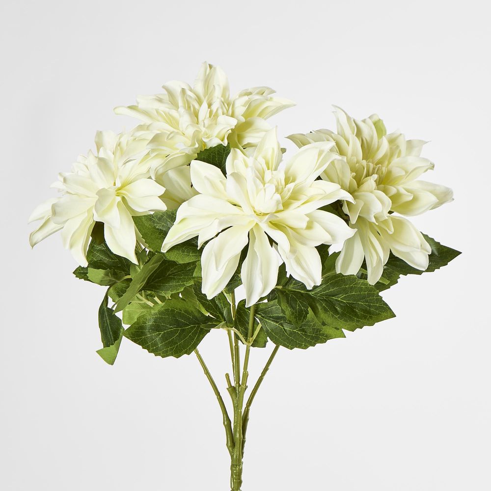 White Dahlia Bush X 5