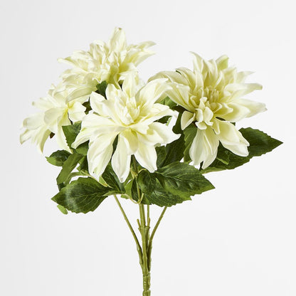 White Dahlia Bush X 5