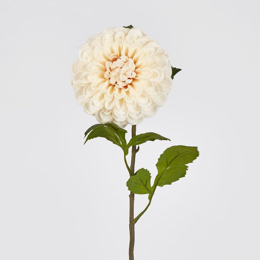 Single Ball Dahlia 74Cm Cream