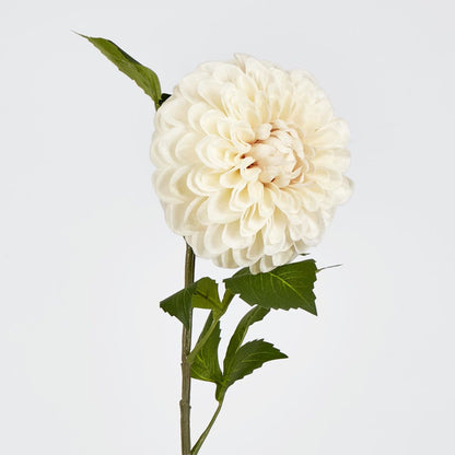 Single Ball Dahlia 74Cm Cream