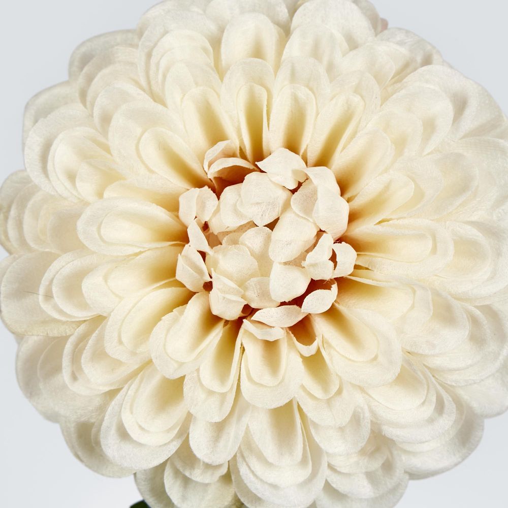 Single Ball Dahlia 74Cm Cream