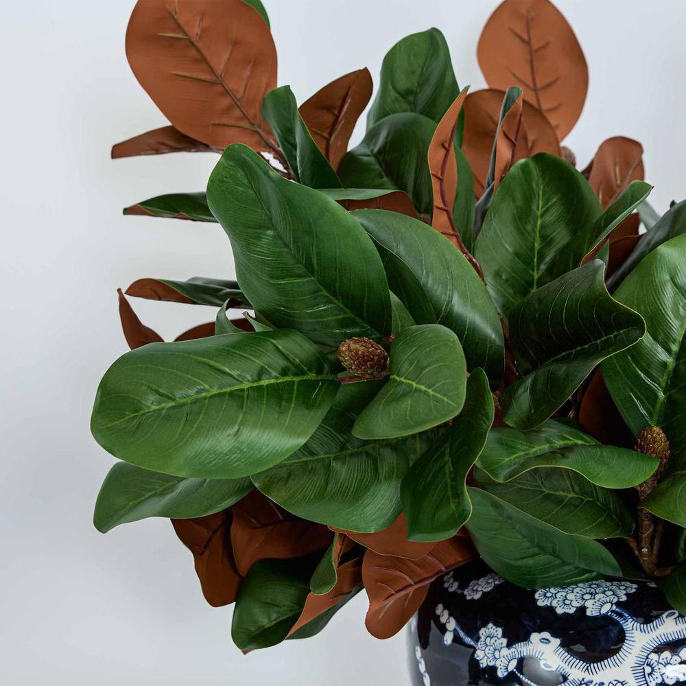 Southern Magnolia Branch With 30 Leaves