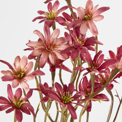 Dark Pink Sea Aster