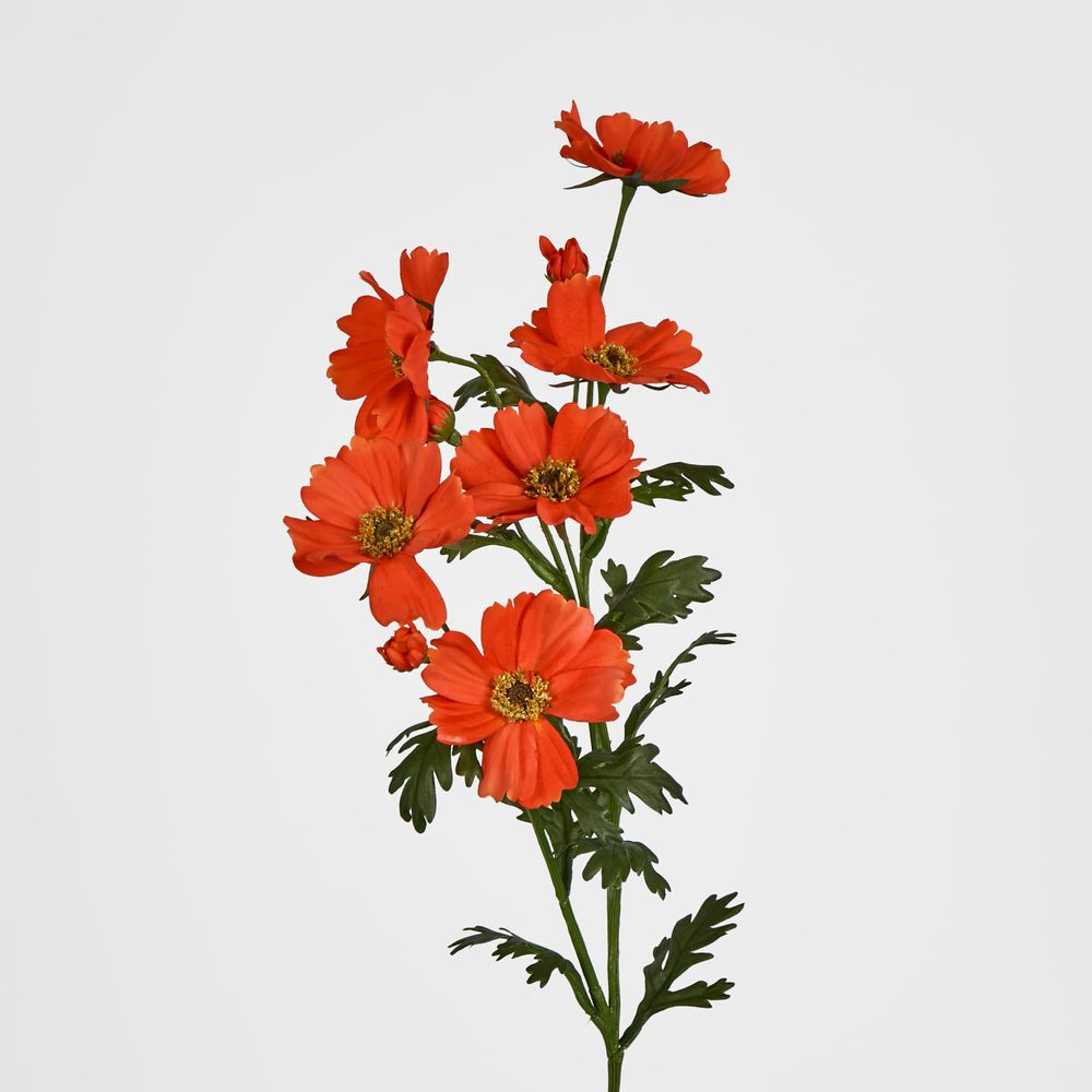 Orange Cosmos Spray By 3