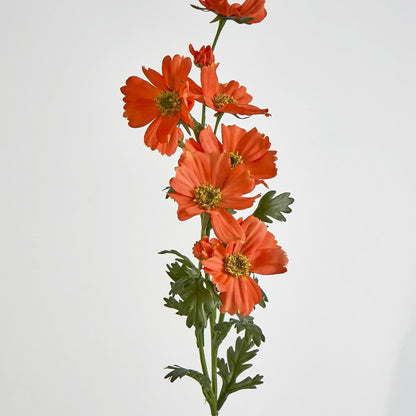 Orange Cosmos Spray By 3