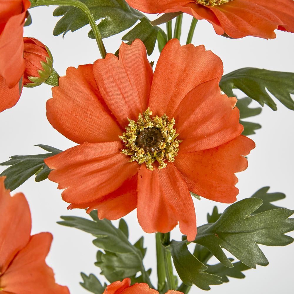 Orange Cosmos Spray By 3