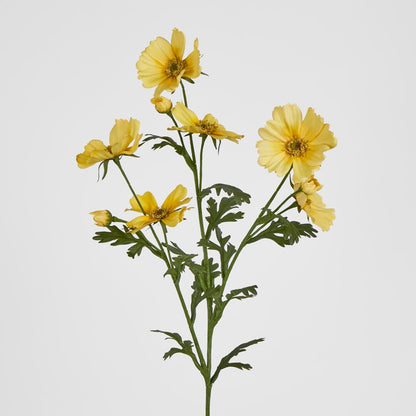 Yellow Cosmos Spray By 3