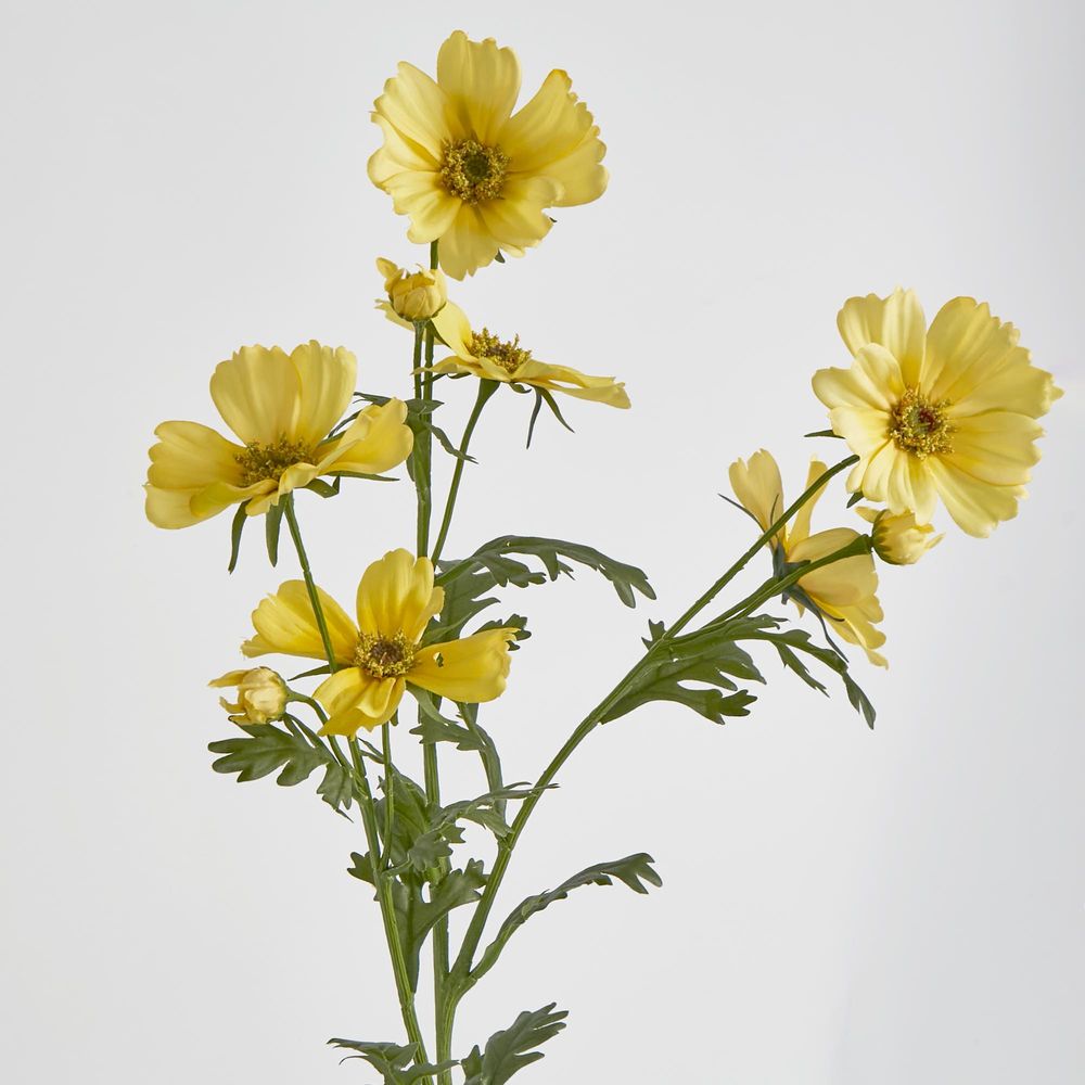 Yellow Cosmos Spray By 3