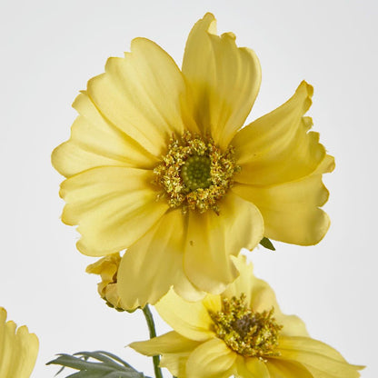 Yellow Cosmos Spray By 3