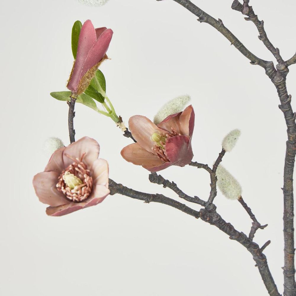 木兰芽枝