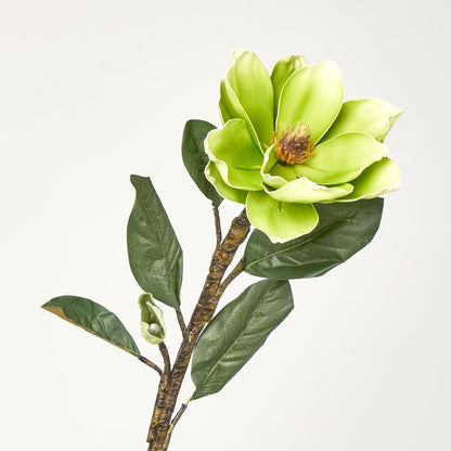 Magnolia