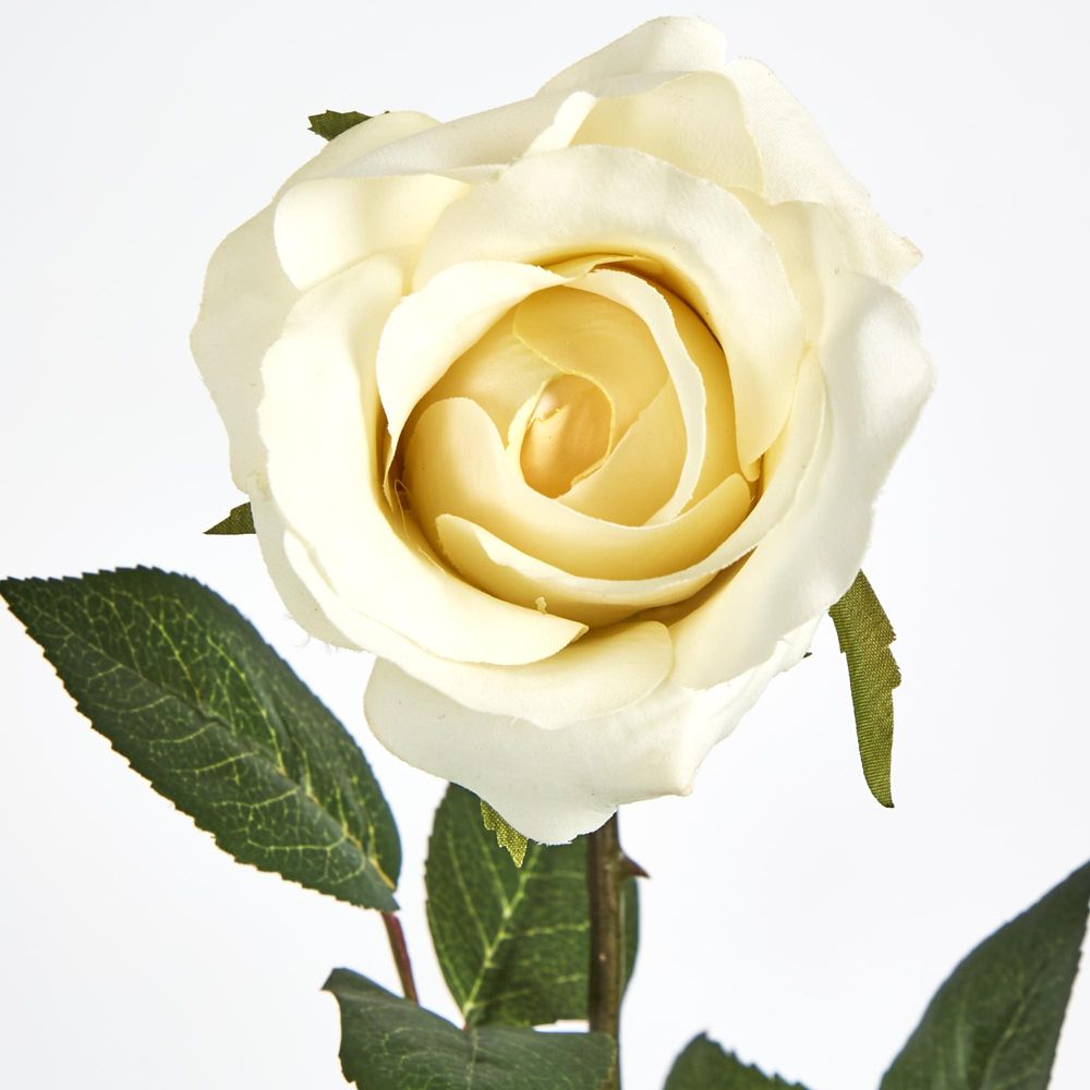 Long Stem Rose Cream