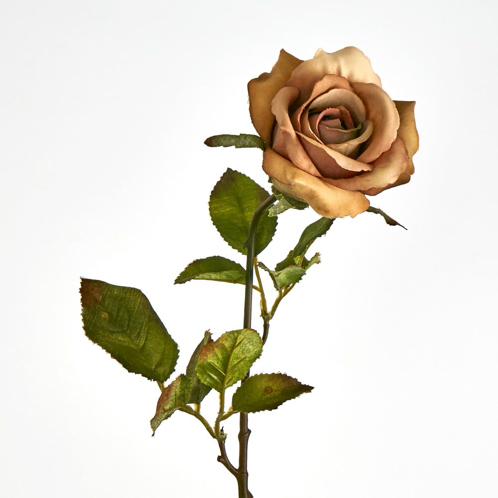 Long Stem Rose Capaccino