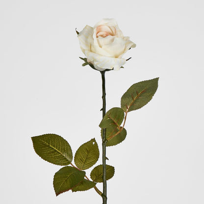 Long Stem Rose Cream