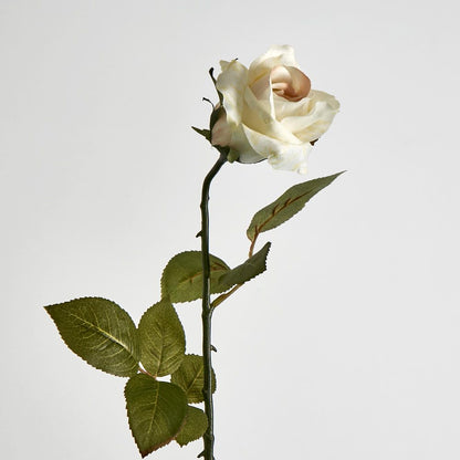 Long Stem Rose Cream