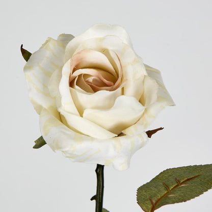 Long Stem Rose Cream