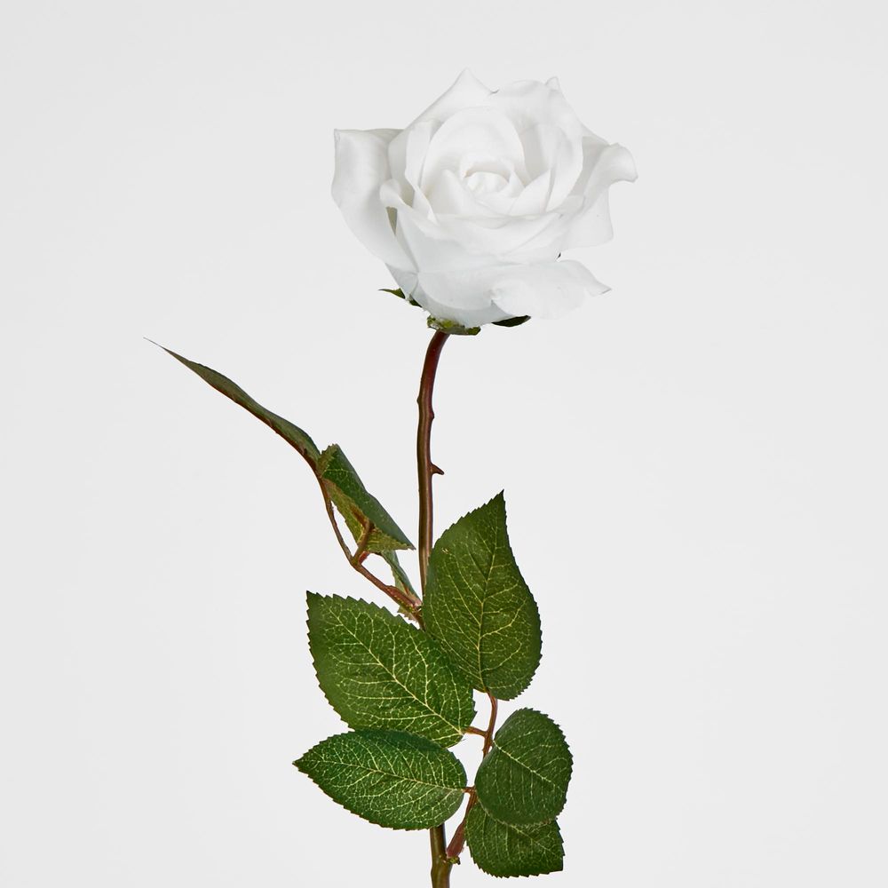 Long Stem Rose Pure White