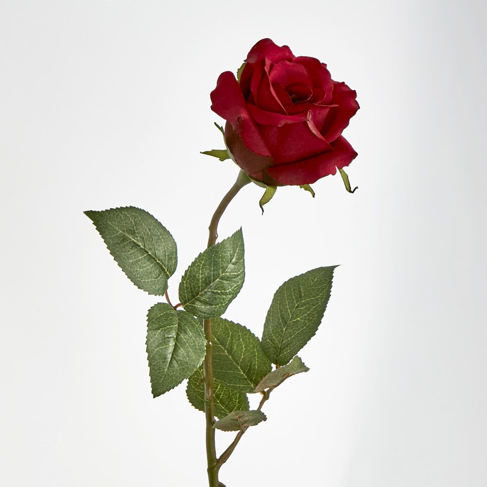 Long Stem Rose Red