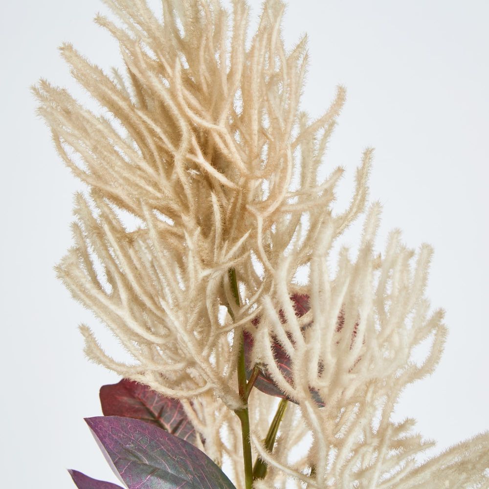 Beige Smoke Bush