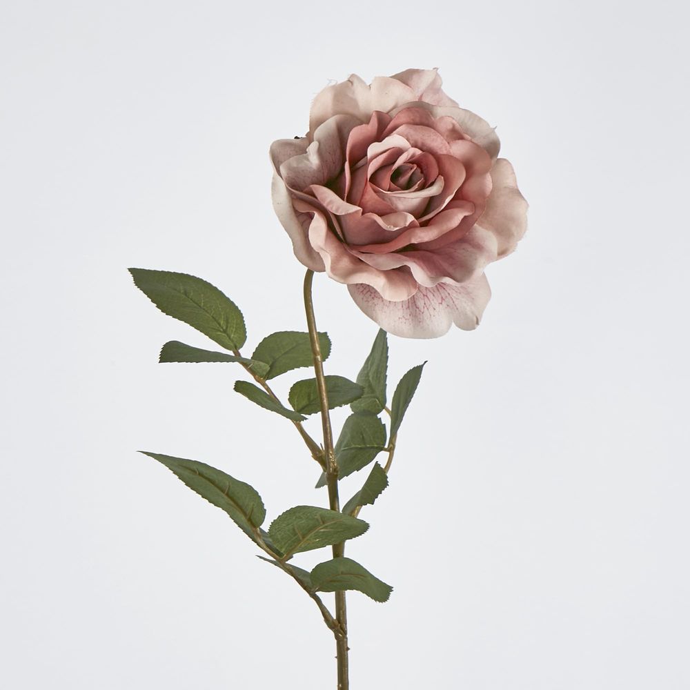 Dusty Pink Rose