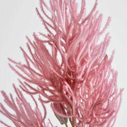 Hot Pink Magenta Smoke Bush