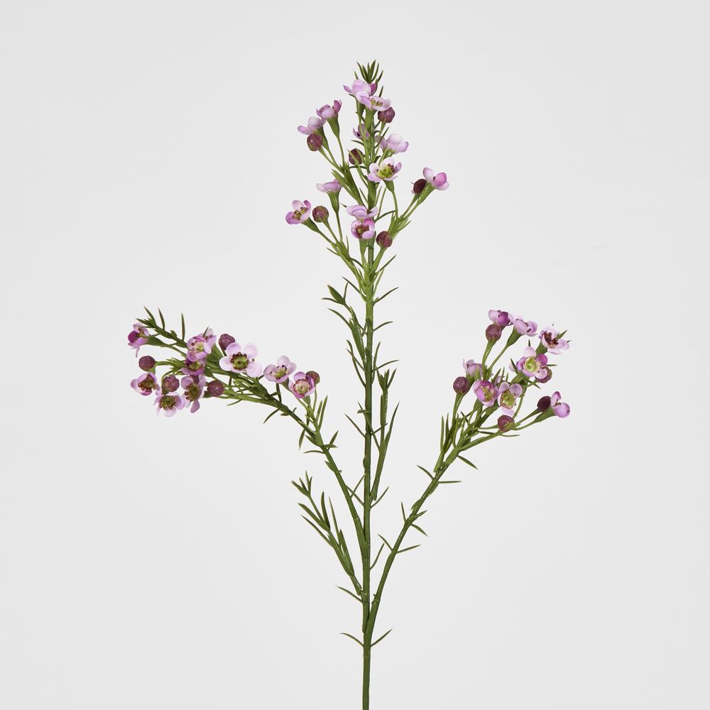 Wax Flower Lilac 64Cm