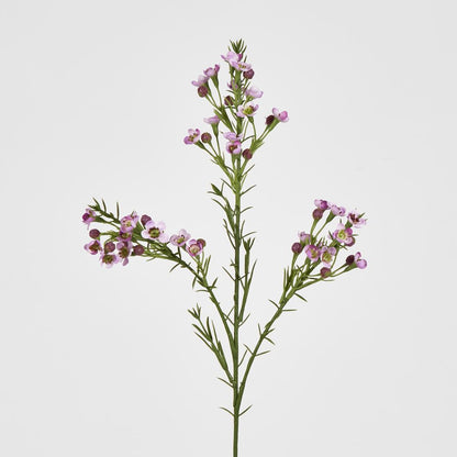 Wax Flower Lilac 64Cm