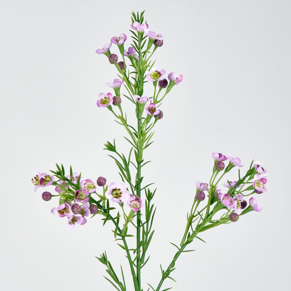 Wax Flower Lilac 64Cm