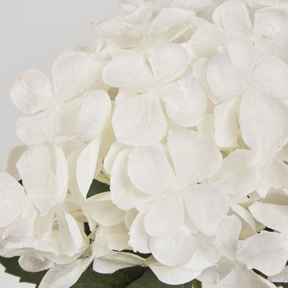 Single Hydrangea With 2 Leaves White 62Cm