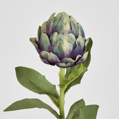 单枝朝鲜蓟李子58Cm