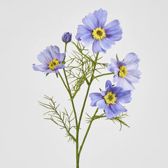 Cosmos Spray 64Cm Lavender