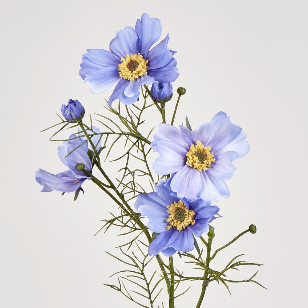 Cosmos Spray 64Cm Lavender