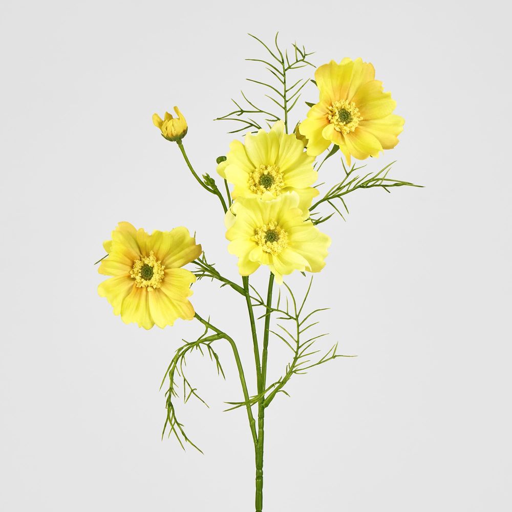 Cosmos Spray 64Cm Yellow