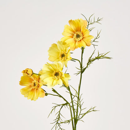 Cosmos Spray 64Cm Yellow