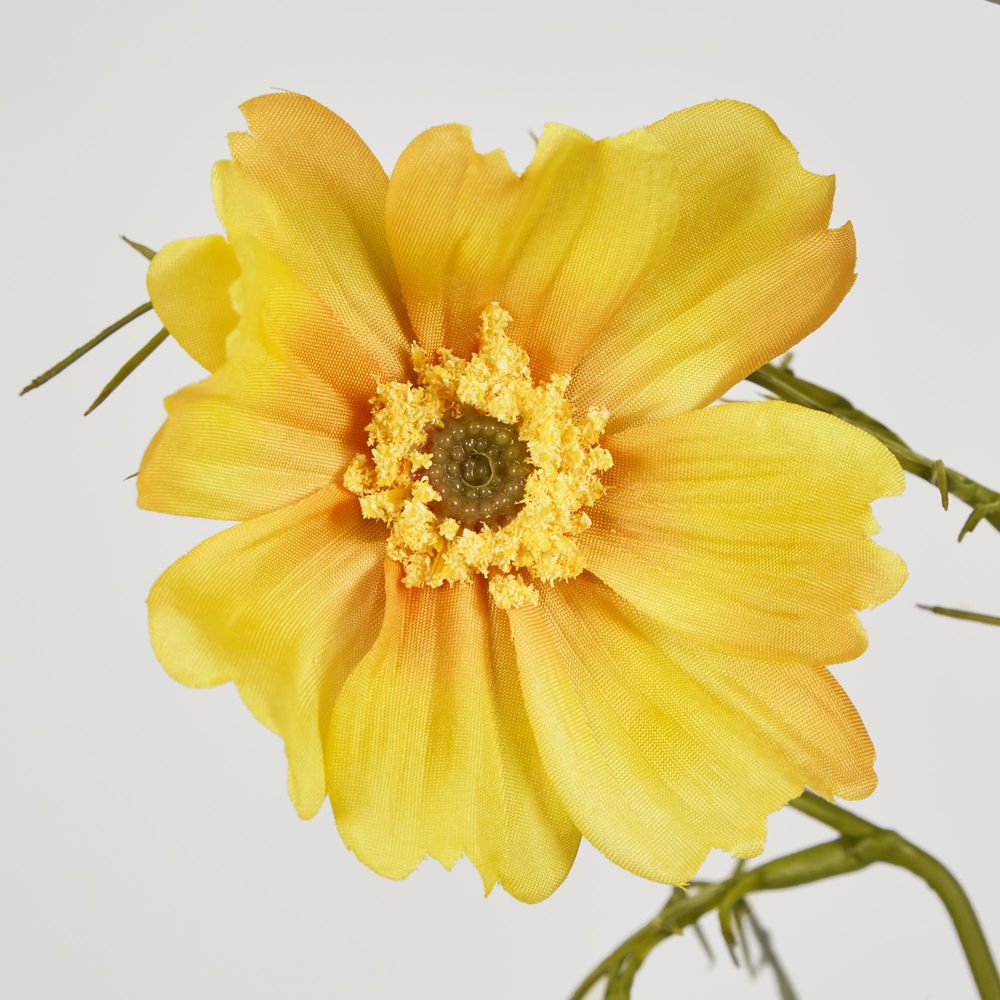 Cosmos Spray 64Cm Yellow